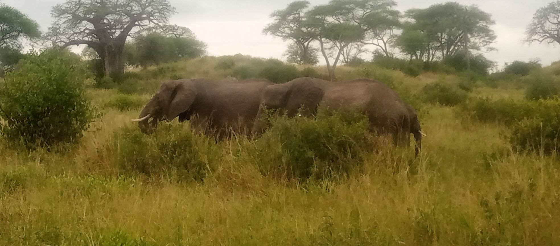 Undani wa mbinu zilizosaidia kutokomeza ujangili Manyara